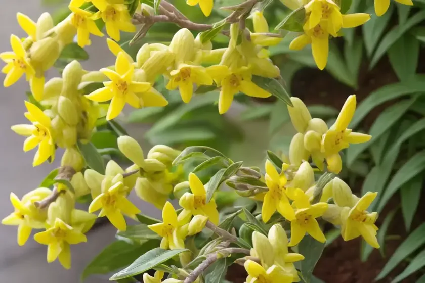 Greenstem forsythia (forsythia viridissima ‘bronxensis’) — photo 2