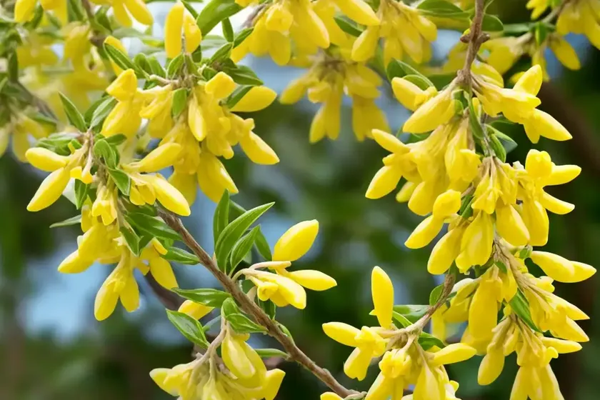 Greenstem forsythia (forsythia viridissima ‘bronxensis’) — photo 3