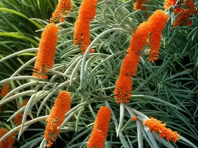 Grevillea (Grevillea)