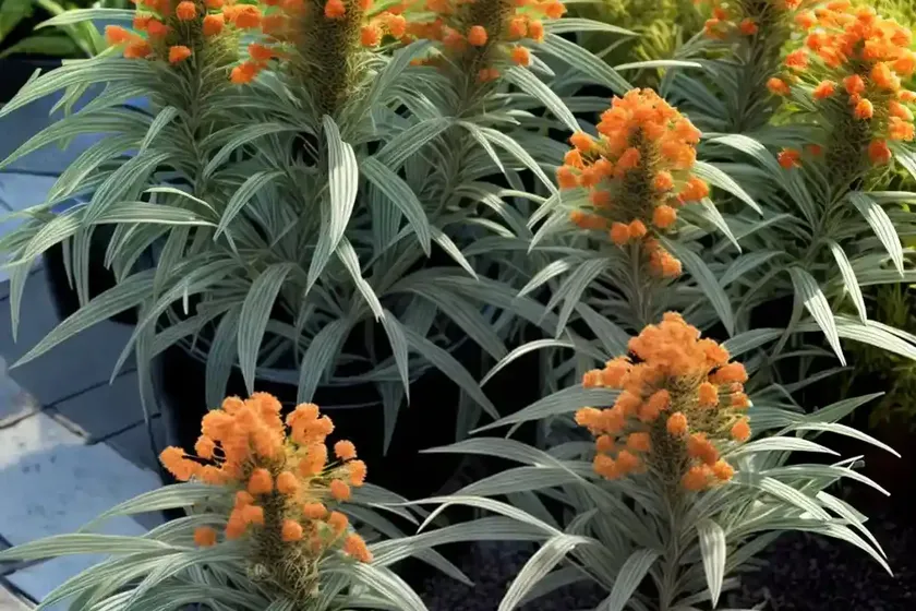 Grevillea ‘moonlight’) — photo 2