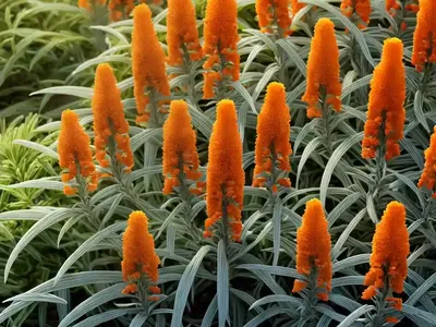 Grevillea ‘Moonlight’)