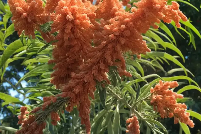 Grevillea ‘peaches and cream’) — photo 2
