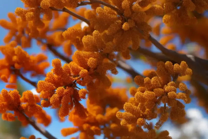 Grevillea robusta (silky oak) — photo 3