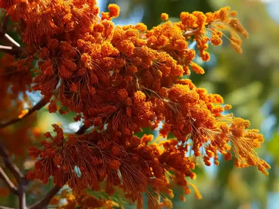 Grevillea Robusta (Silky Oak)