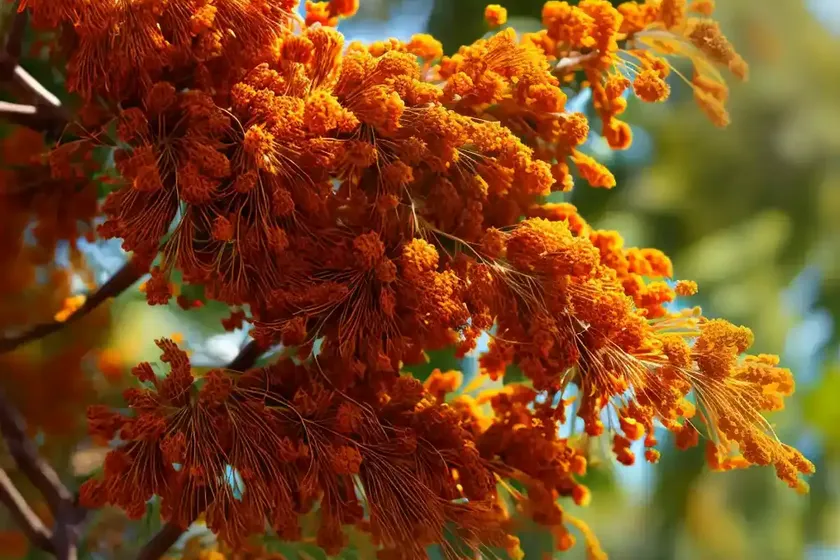 Grevillea robusta (silky oak)