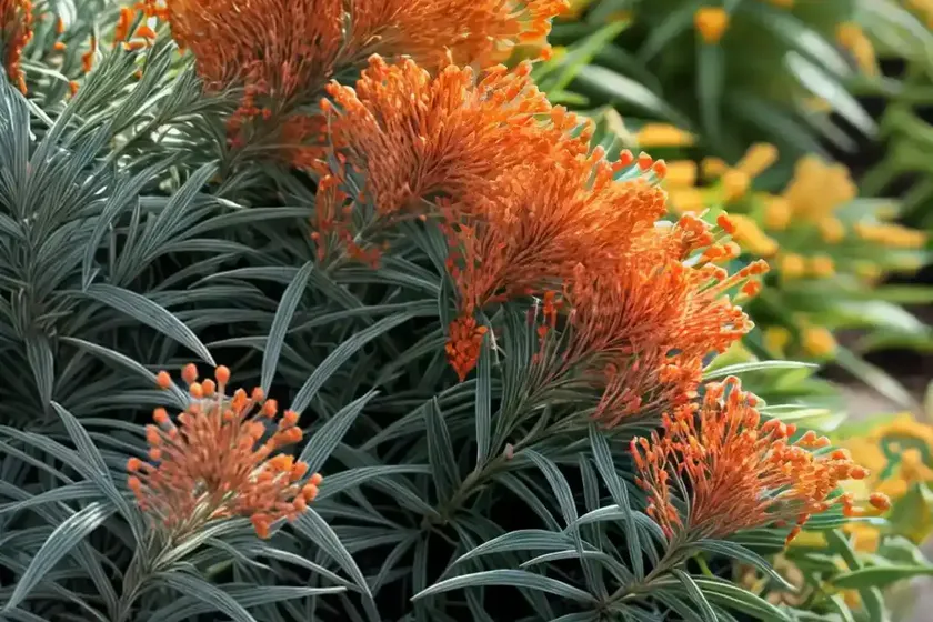 Grevillea ‘robyn gordon’) — photo 3