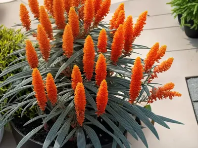 Grevillea ‘Robyn Gordon’)