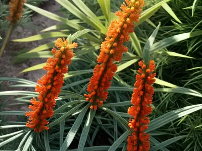 Grevillea ‘Superb’)