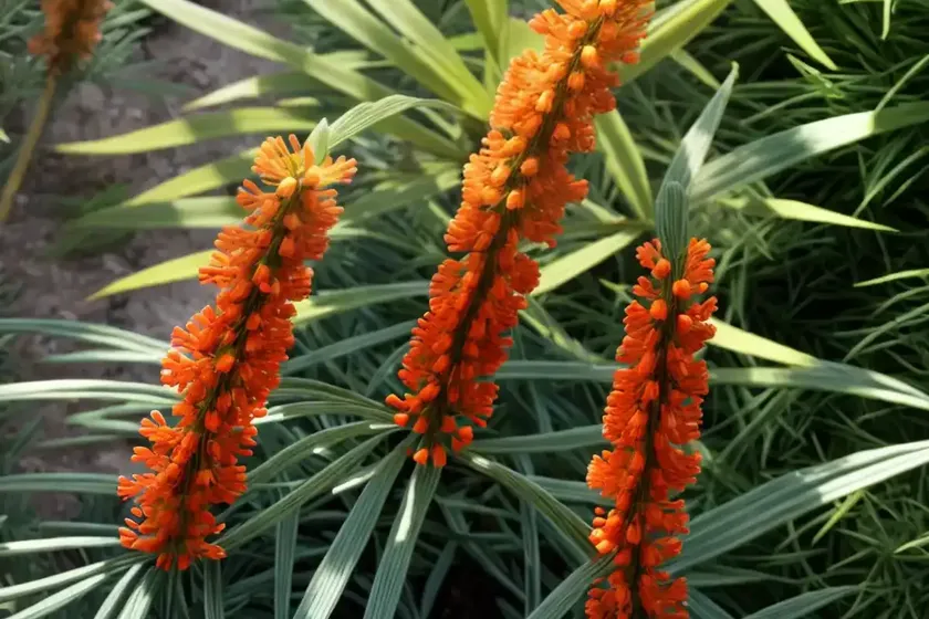 Grevillea ‘superb’)