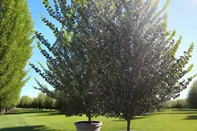 Grey alder (alnus incana) — photo 2