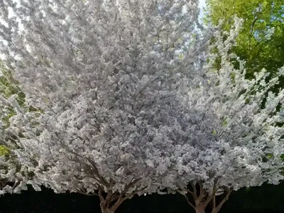Grey Alder (Alnus Incana)