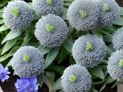 Grey-blue Koeleria (Koeleria Glauca)
