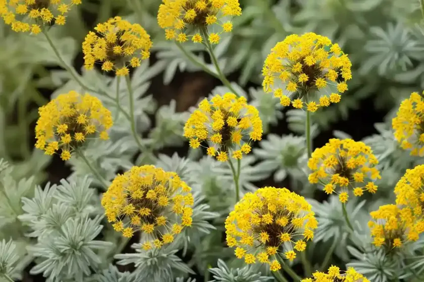 Grey ragwort (jacobaea incana) — photo 2