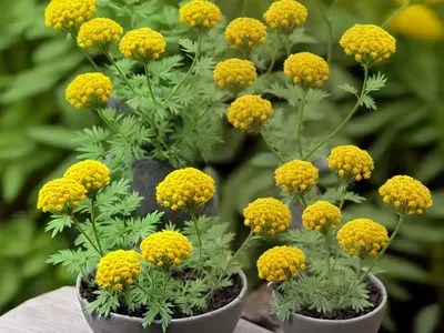 Grey Ragwort (Jacobaea Incana)