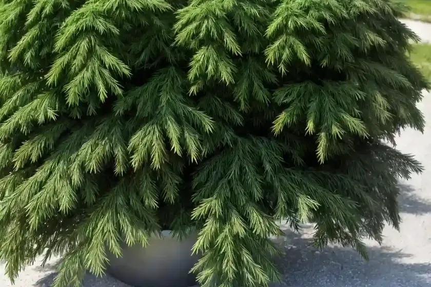 Ground-hemlock (taxus canadensis) — photo 2