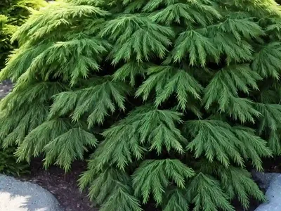 Ground-hemlock (Taxus Canadensis)