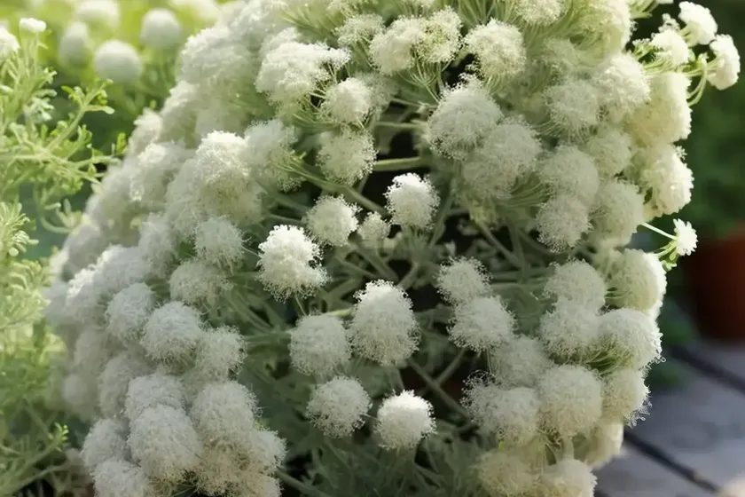 Groundsel tree (baccharis halimifolia) — photo 2