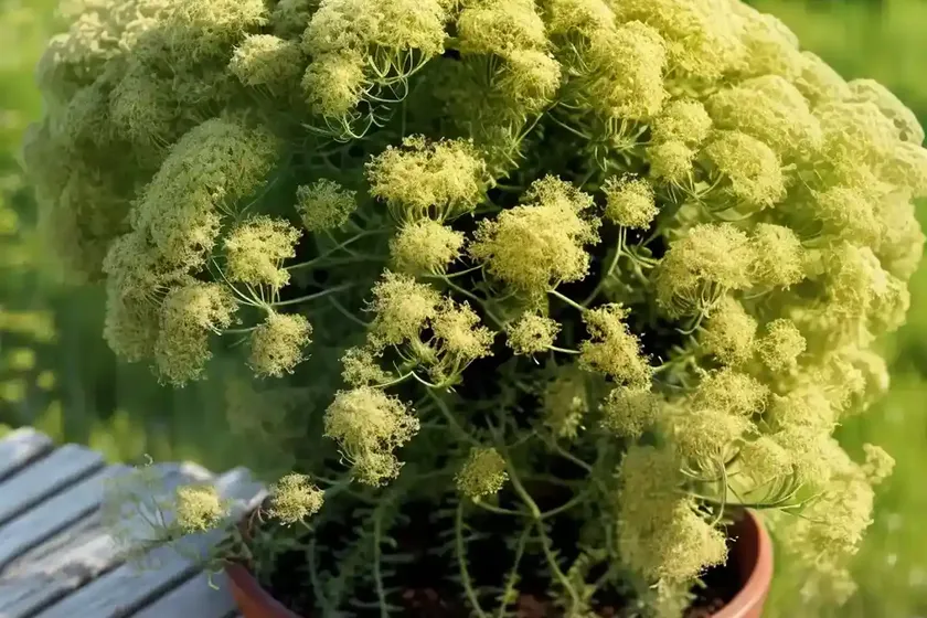 Groundsel tree (baccharis halimifolia)