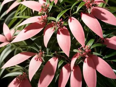 Grumichama (Eugenia Brasiliensis)