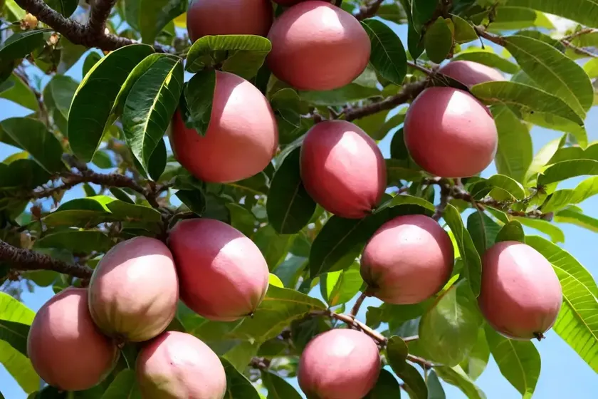 Guava plant (psidium) — photo 2