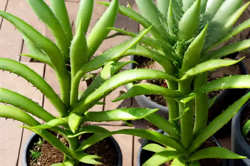 Guillauminia bellatula (aloe bellatula) — photo 2