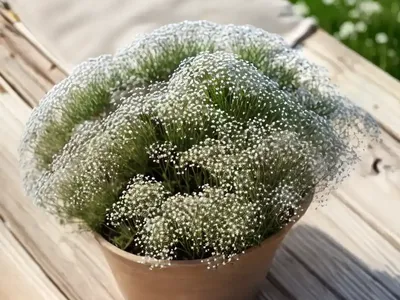 Gypsophila Elegans (Annual Baby’s Breath)