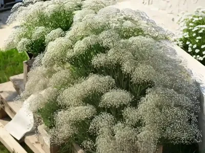 Gypsophila Paniculata (Baby’s Breath)