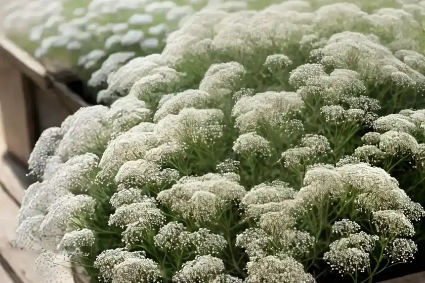 Gypsophila ‘Rosenschleier’ (Baby’s Breath) — photo 2
