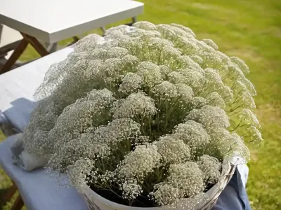 Gypsophila ‘Rosenschleier’ (Baby’s Breath)