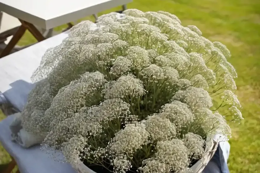 Gypsophila ‘Rosenschleier’ (Baby’s Breath)