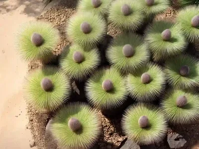 Haageocereus Tenuis (Haageocereus Lanugispinus)