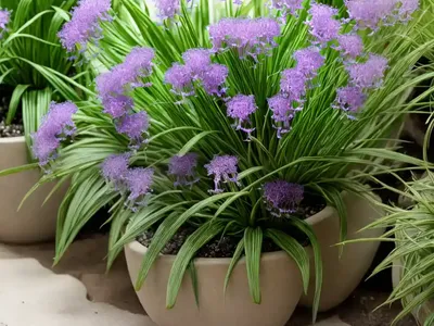 Habenaria Medusa (Habenaria Medusa)