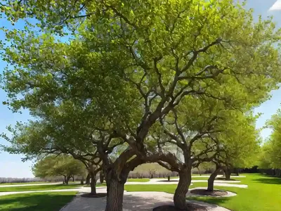 Hackberry (Celtis Occidentalis)