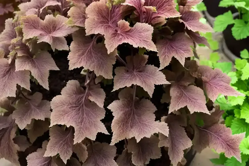 Hairy Alum Root (Heuchera Villosa ‘Brownies’) — photo 2