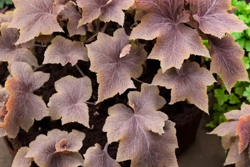 Hairy Alum Root (Heuchera Villosa ‘Brownies’) — photo 3