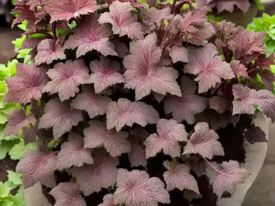 Hairy Alum Root (Heuchera Villosa ‘Brownies’)