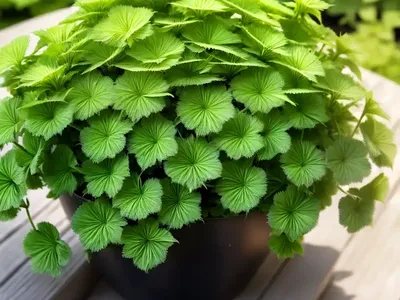 Hairy Lady’s Mantle (Alchemilla Monticola)