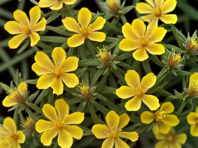 Hairy St. John’s-wort (Hypericum Hirsutum)