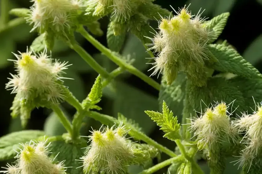 Hairy Woodmint (Blephilia Hirsuta) — photo 2
