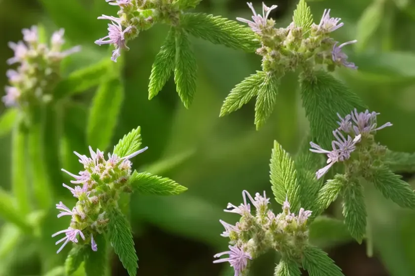 Hairy Woodmint (Blephilia Hirsuta) — photo 3