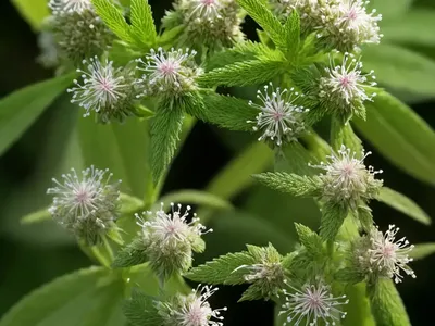 Hairy Woodmint (Blephilia Hirsuta)