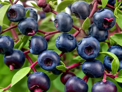 Half-high Blueberry (Vaccinium ‘Chippewa’)