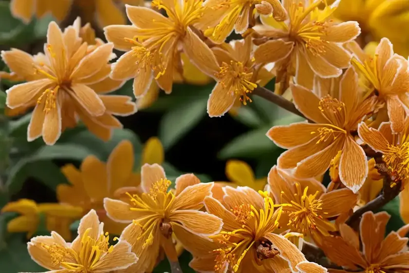 Hamamelis x intermedia ‘gingerbread’ (witch hazel) — photo 2