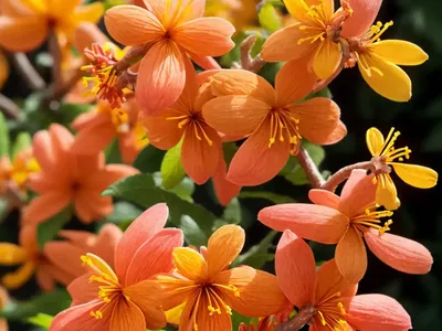 Hamamelis X Intermedia ‘Gingerbread’ (Witch Hazel)