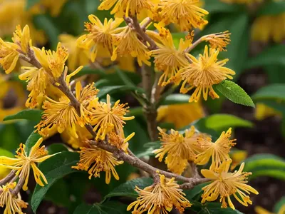 Hamamelis X Intermedia ‘Harry’ (Witch Hazel)