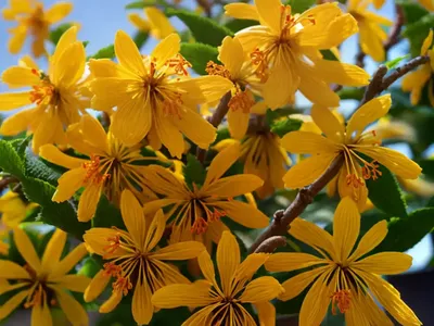 Hamamelis X Intermedia ‘Jelena’ (Witch Hazel)