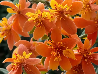 Hamamelis X Intermedia ‘Orange Beauty’ (Witch Hazel)