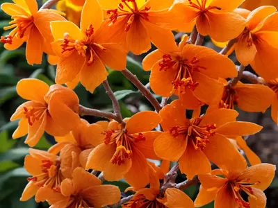 Hamamelis X Intermedia ‘Orange Peel’ (Witch Hazel)