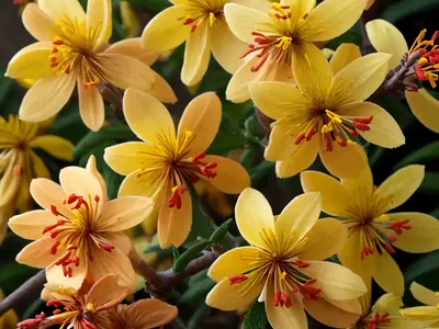 Hamamelis X Intermedia ‘Pallida’ (Witch Hazel)