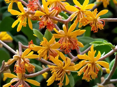Hamamelis X Intermedia ‘Primavera’ (Witch Hazel)